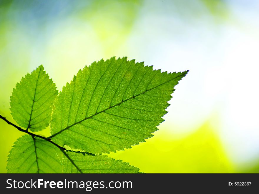 Green leaves background in sunny day