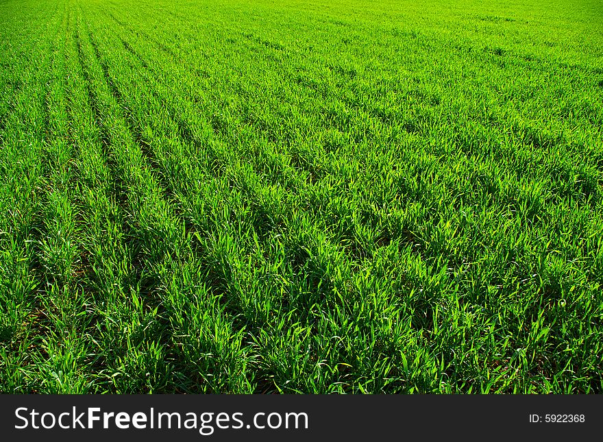 Green grass texture from a  field