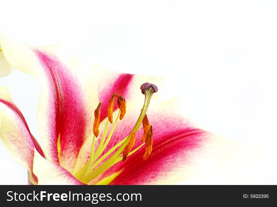 Pink lily flower isolated on a white