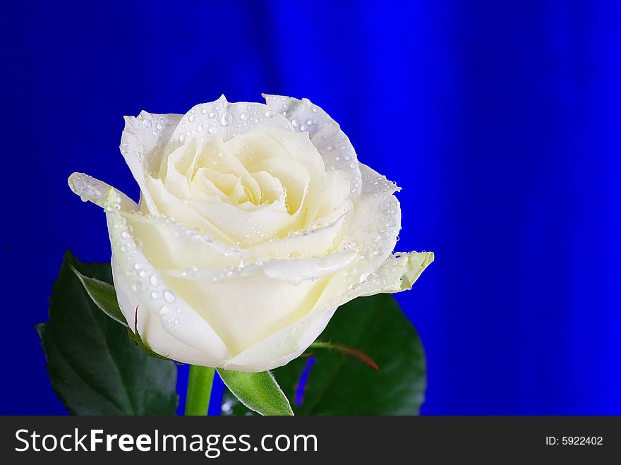 White rose is isolated on a blue background