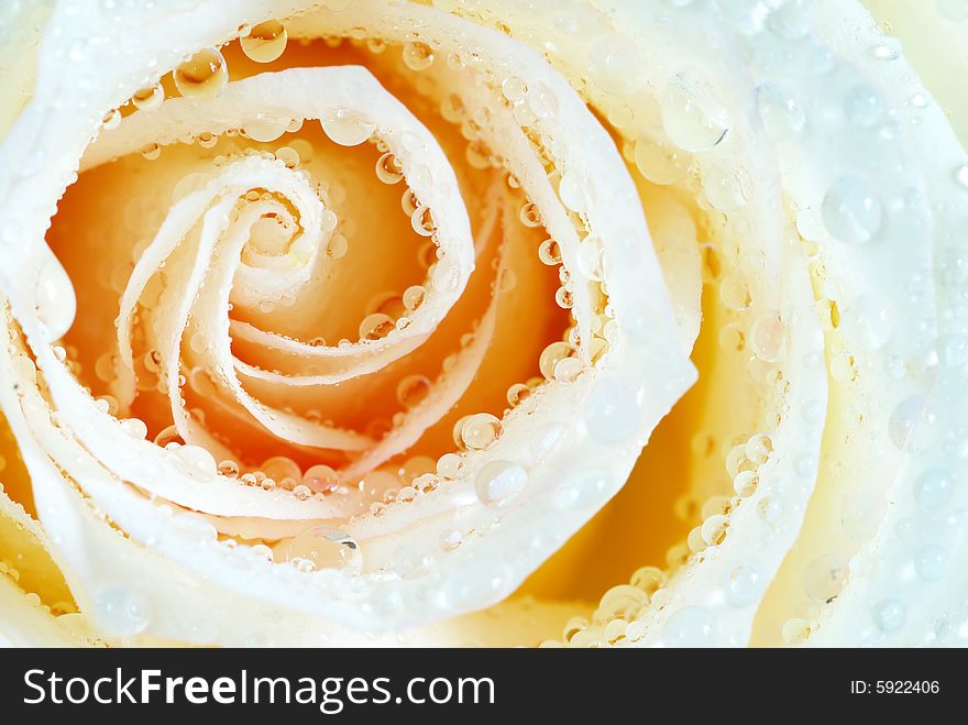 Macro of orange rose with water drops. Macro of orange rose with water drops