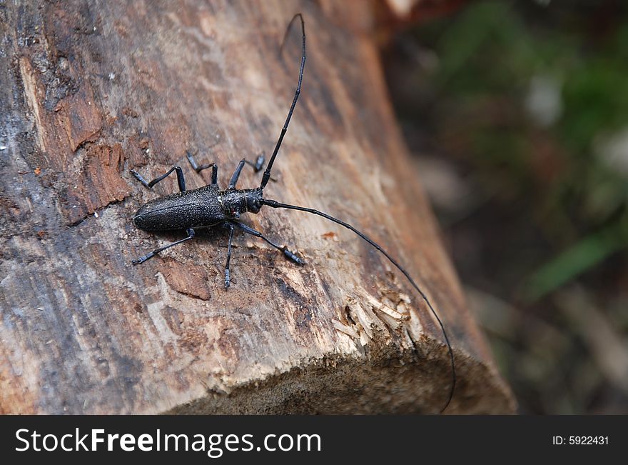 Black beetle on the wood