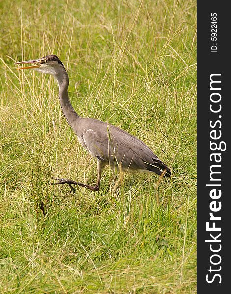 An exited grey heron walking in the grass