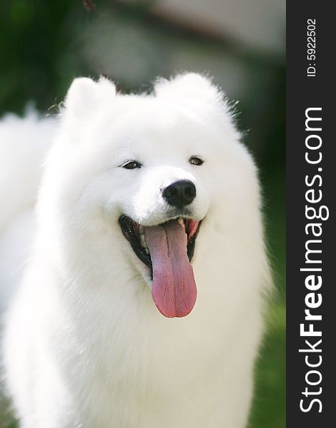 Adult samoyed in the park with smiling face. Adult samoyed in the park with smiling face