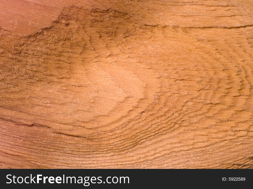 Internal part of a larch which has been pulled down by a wind