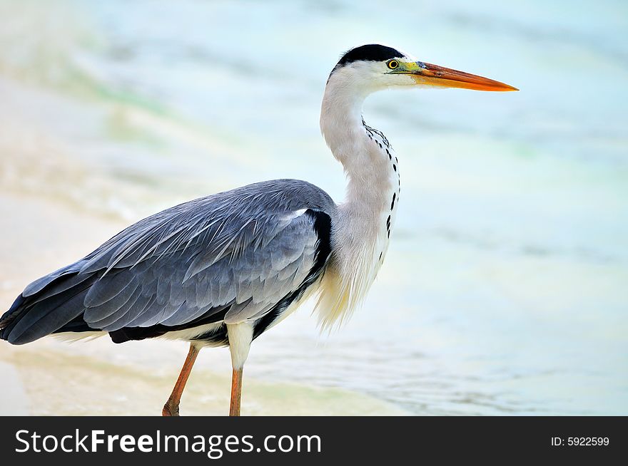 Ardea cinerea - Grey Heron at the beach. Maldives