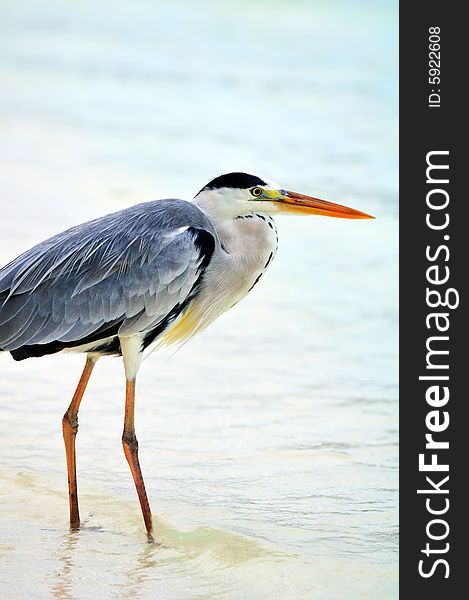 Ardea cinerea - Grey Heron at the beach. Maldives