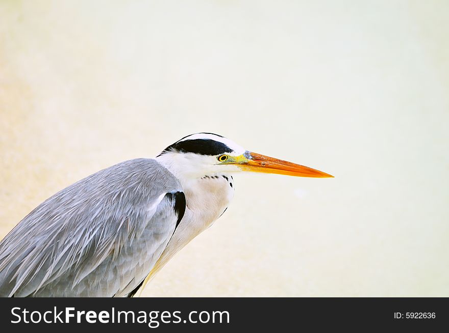 Ardea cinerea - Grey Heron at the beach. Maldives