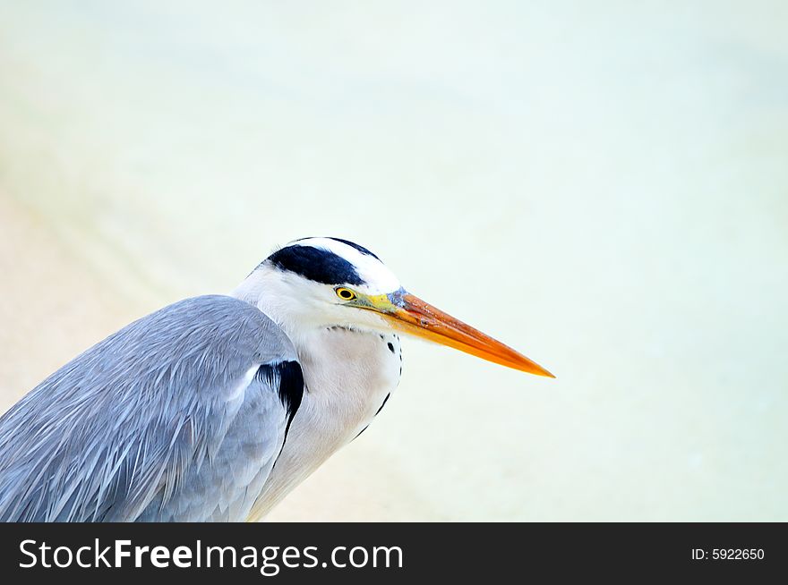 Grey Heron At The Beach