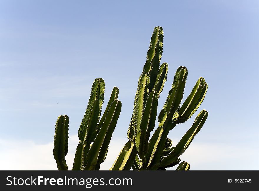 Cactus on the sky background . Blue and green.