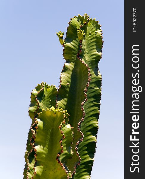 Cactus on the sky background . Blue and green.