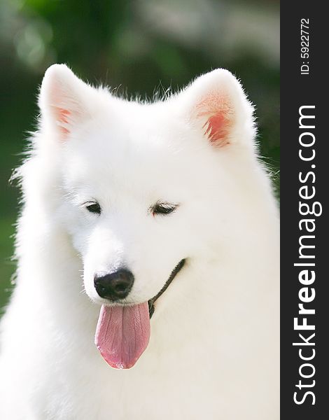 Adult samoyed in the park with smiling face. Adult samoyed in the park with smiling face