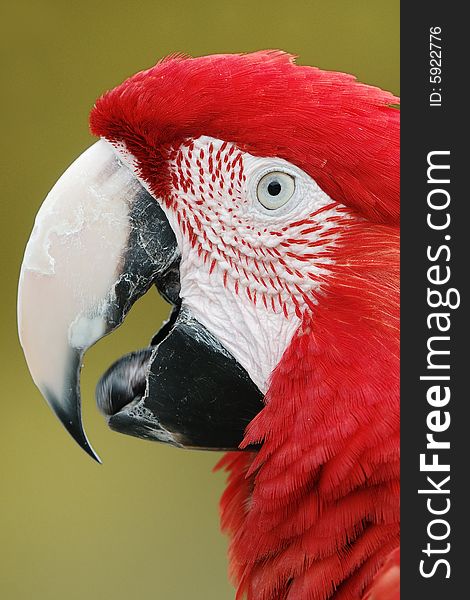 A portrait of a red parrot on a clean brown background.