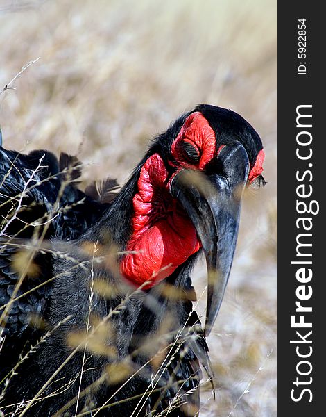 Ground Hornbill peeping through the grass