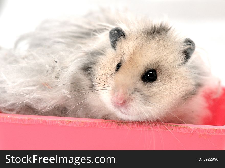 Syrian hamster sitting in a pink container in an al white backgroud. Syrian hamster sitting in a pink container in an al white backgroud.