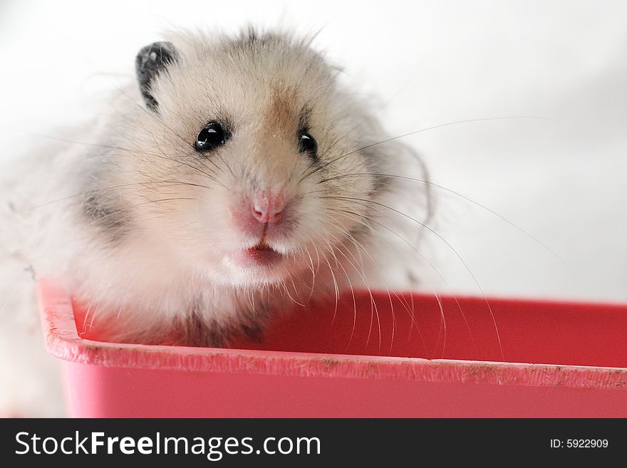 Syrian hamster sitting in a pink container in an al white backgroud. Syrian hamster sitting in a pink container in an al white backgroud.