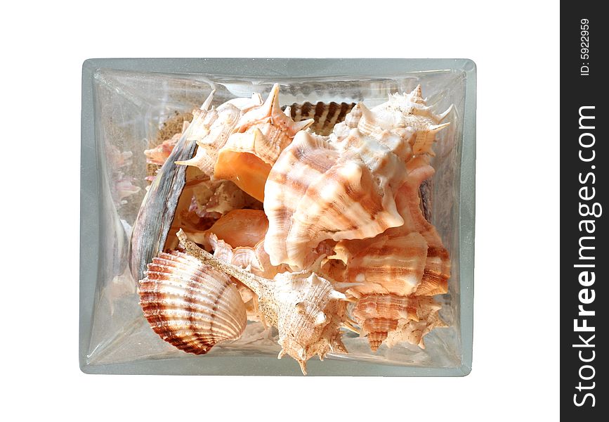 Seashells In A Glass Vase