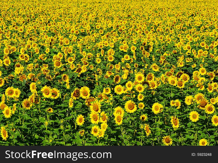 Sunflower  Field