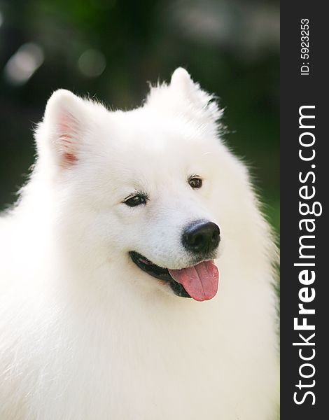 Adult samoyed in the park with smiling face. Adult samoyed in the park with smiling face