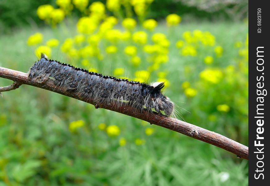 A close-up of the grey-blue caterpillar with long hair on its head on rod. Russian Far East, Primorye. A close-up of the grey-blue caterpillar with long hair on its head on rod. Russian Far East, Primorye.