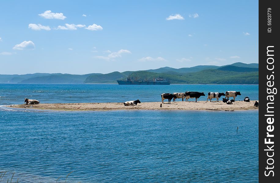 Cows and Sea 9