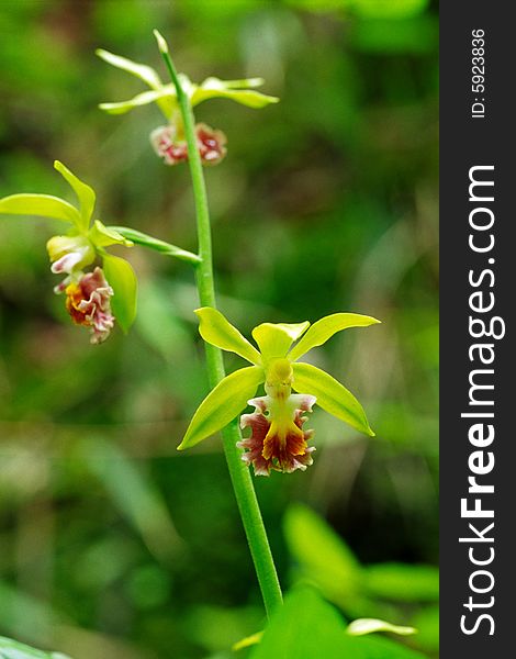 Close-up of wild orchids