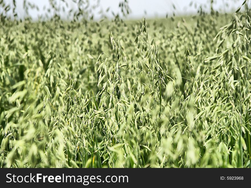 Spring wheat in the field