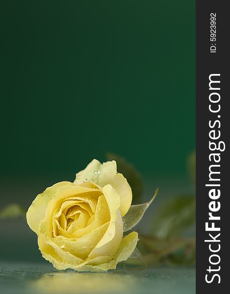 Close-up view of nice fresh yellow rose on green back