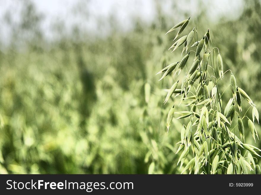 Spring wheat in the field