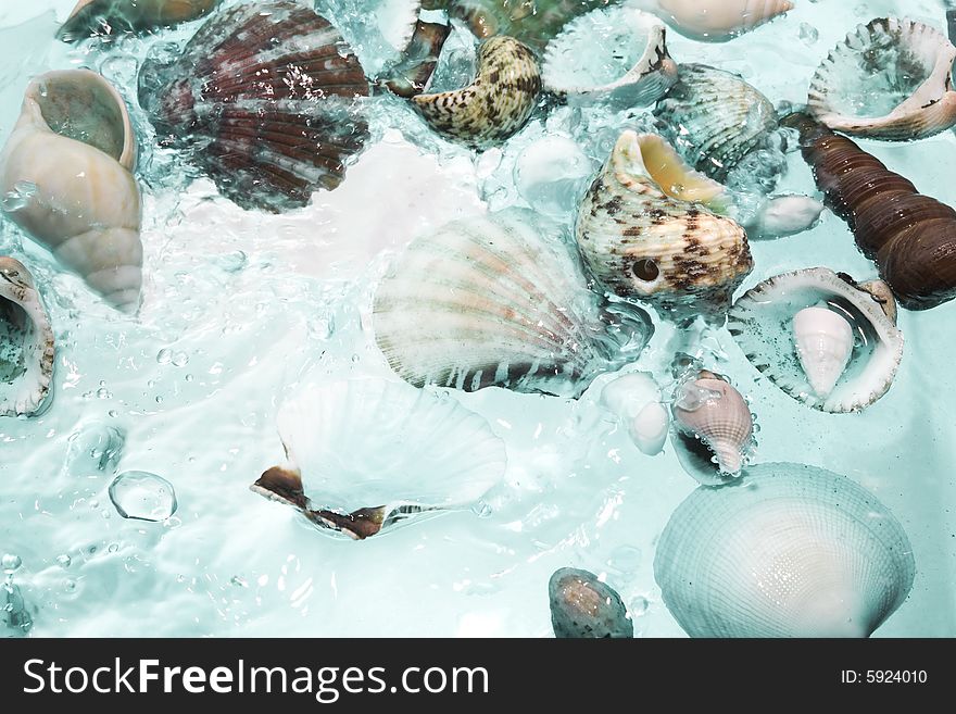 Close up view of different kind of shells  on splashing water background