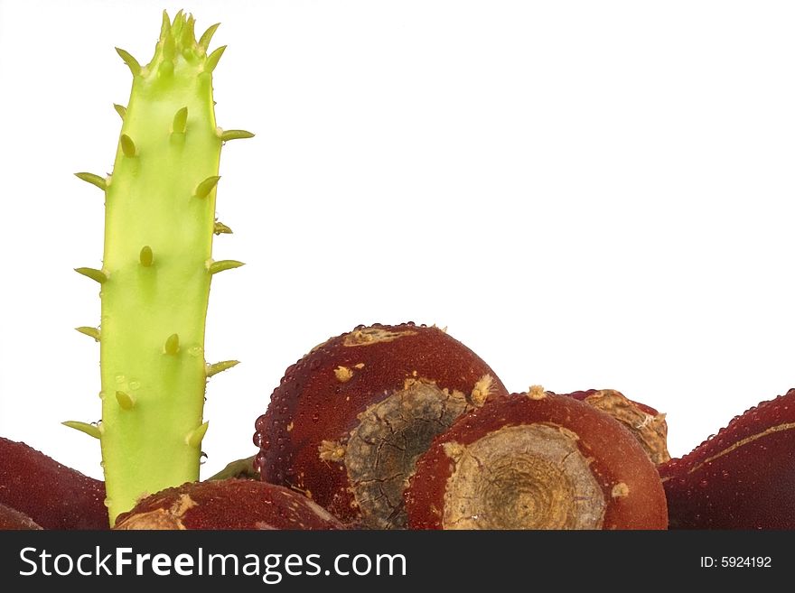 Photo of a cactus fig plant