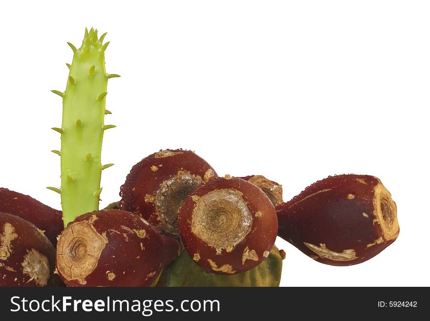 Photo of a cactus fig plant