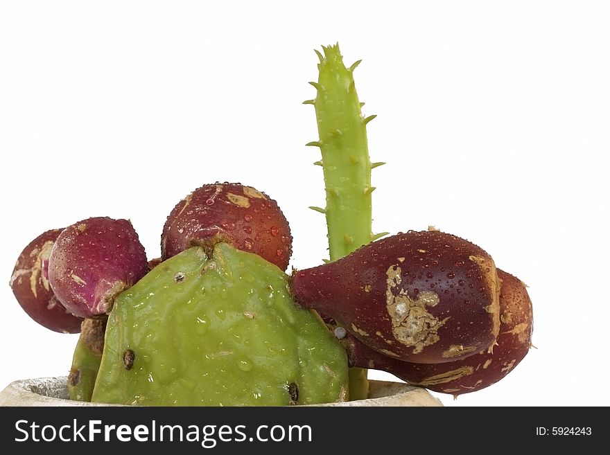 Photo of a cactus fig plant