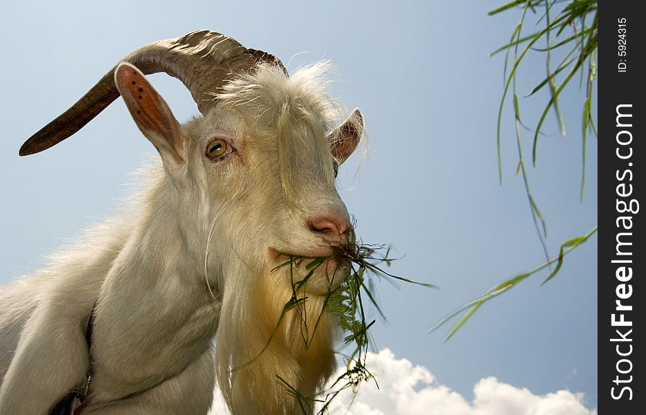 Funny Rural billy goat on the meadow. Funny Rural billy goat on the meadow