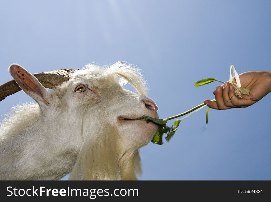 White goat eating out of a child's hand.