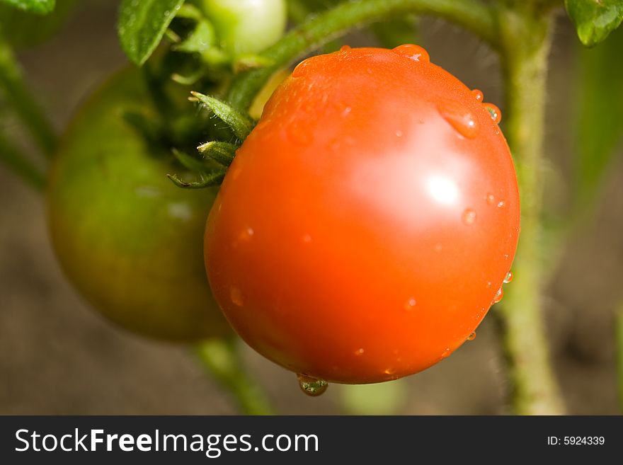Fresh appetizing tomatoes . Close up . Fresh appetizing tomatoes . Close up .