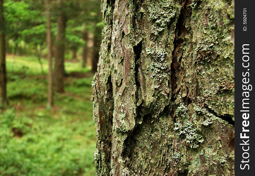 Pines' bark in the half of photo