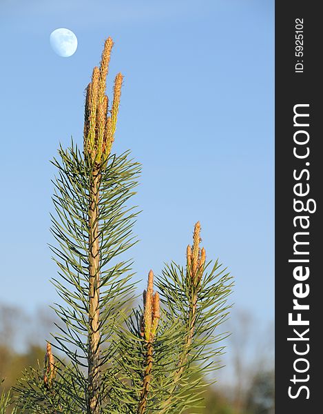 Blossoming pine and the moon