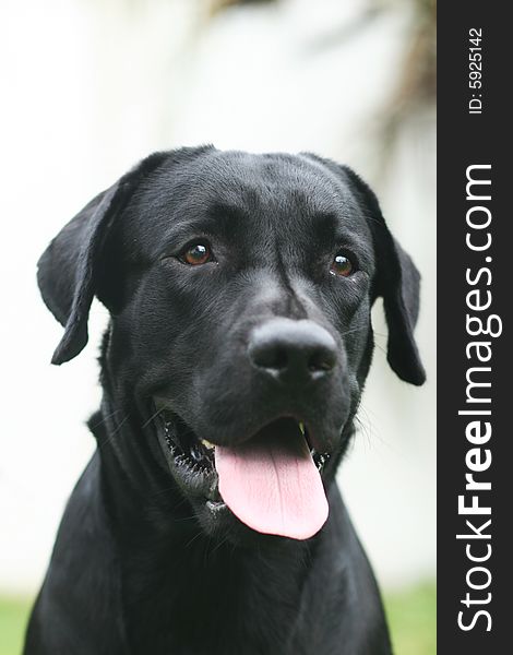 A black labrador retreiver with his smile. A black labrador retreiver with his smile