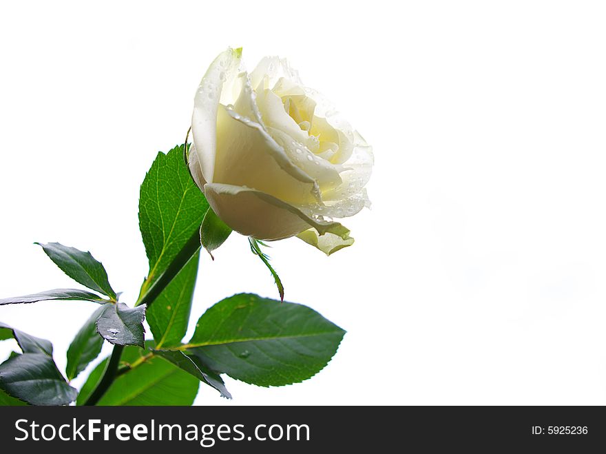 White rose is isolated on a  white background