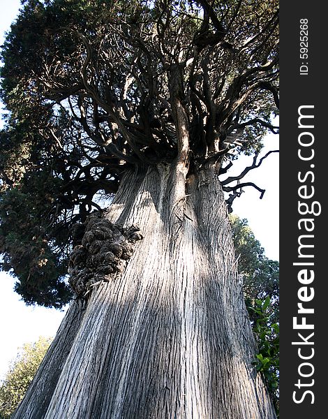 Shot of big old tree from below. Shot of big old tree from below.