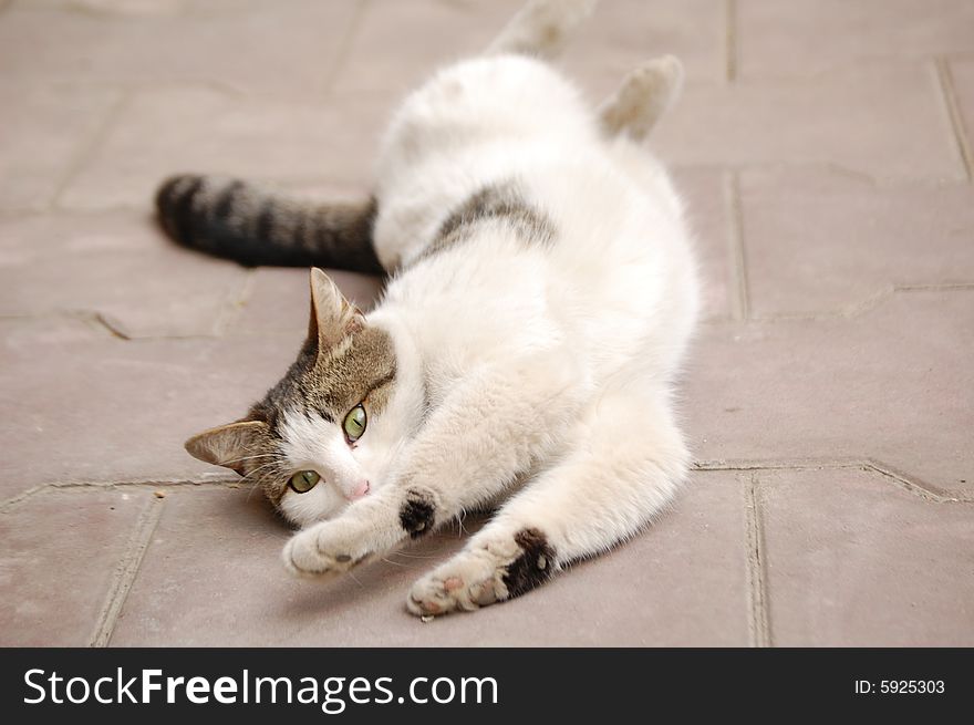 A closeup view of a cute cat playfully rolling on the ground. A closeup view of a cute cat playfully rolling on the ground.