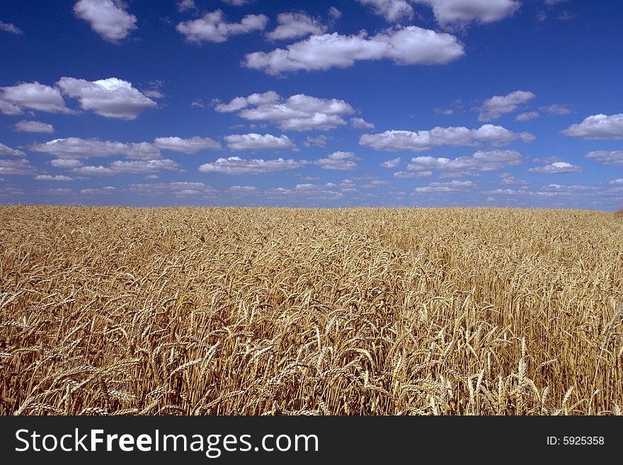 Wheat on a blue background