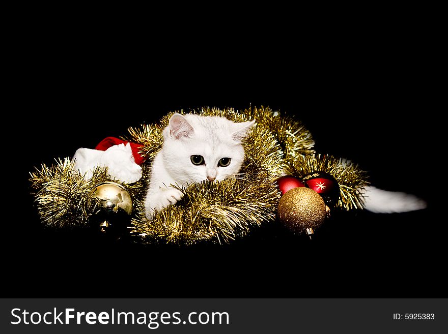 White christmas kitten isolated on black.