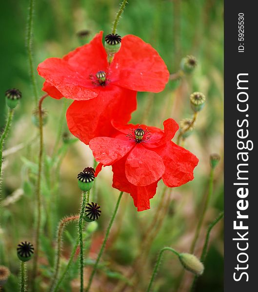 Shot of some poppy flowers and seed heads in late summer. Shot of some poppy flowers and seed heads in late summer