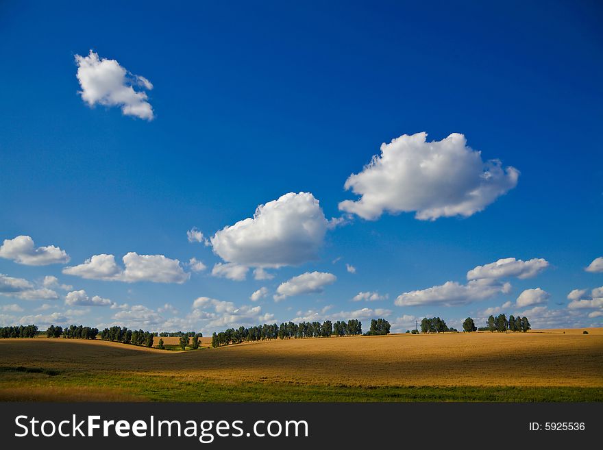 Landscape of a field of wheat under the blue sky
