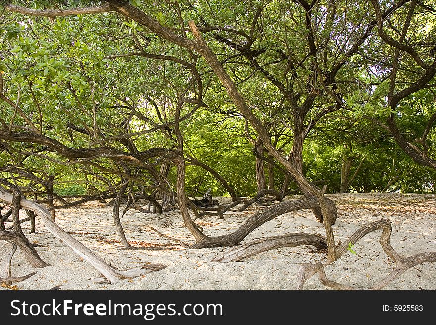 Twisted Trees on Beach