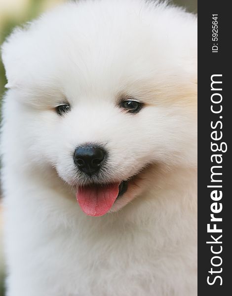 White puppy in the park with smiling face. White puppy in the park with smiling face