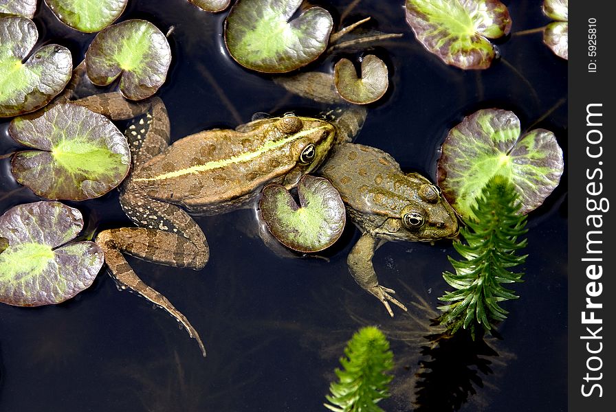 Couple of frogs in the pond. Couple of frogs in the pond