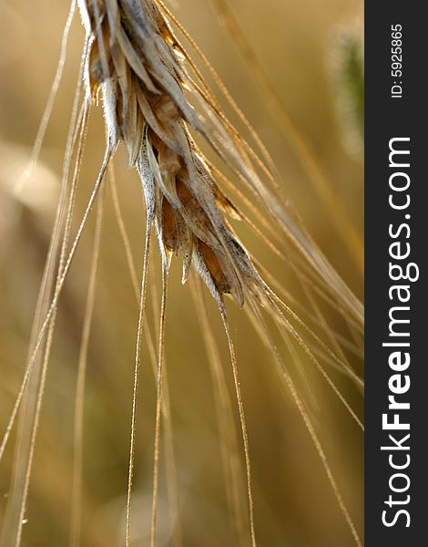 Golden wheat ready for harvest growing in a farm field